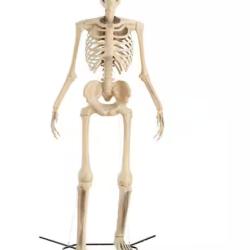 DALLAS LOCATION - Home Accents Holiday 12 ft. Grave & Bones Giant-Sized Skelly with LifeEyes™ LCD Eyes