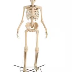 DALLAS LOCATION - Home Accents Holiday 12 ft. Grave & Bones Giant-Sized Skelly with LifeEyes™ LCD Eyes H5