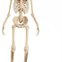 DALLAS LOCATION - Home Accents Holiday 12 ft. Grave & Bones Giant-Sized Skelly with LifeEyes™ LCD Eyes H5